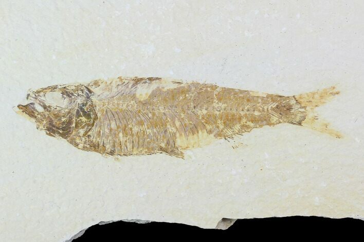 Bargain, Fossil Fish (Knightia) - Wyoming #99411